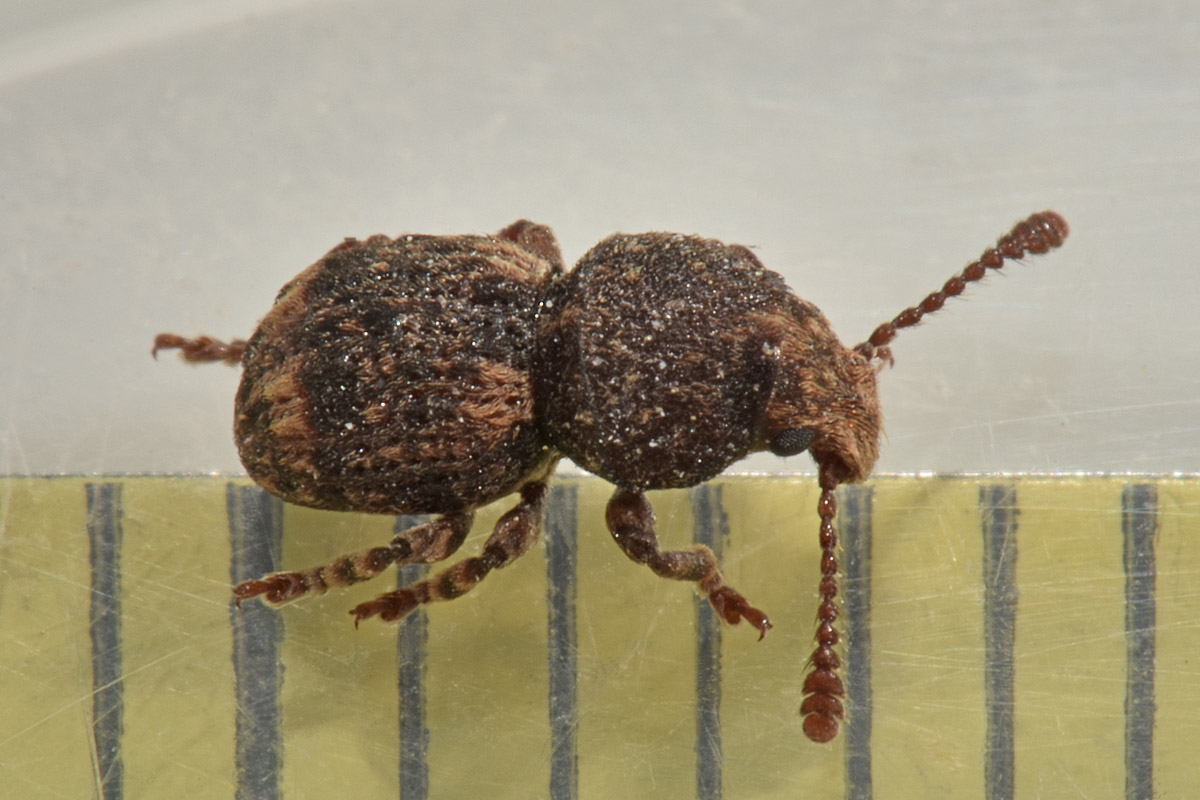 Anthribidae: Phaenotherion fasciculatum?  S !